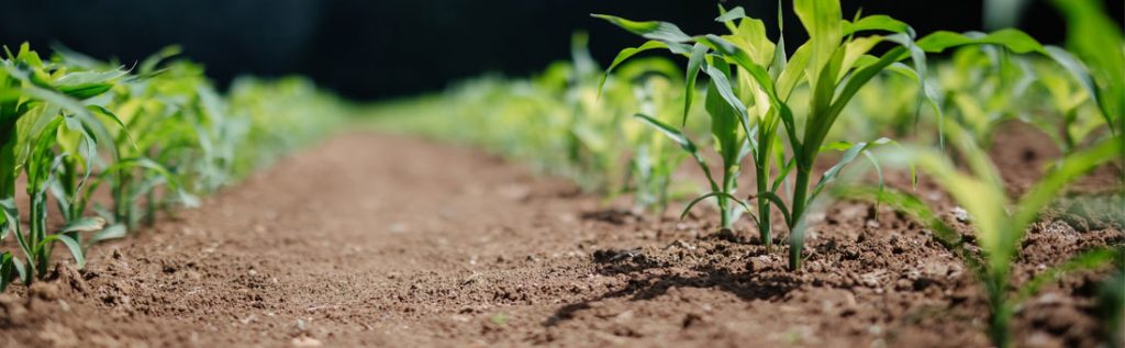 sisteme-de-biogaz-pentru-gospodarii