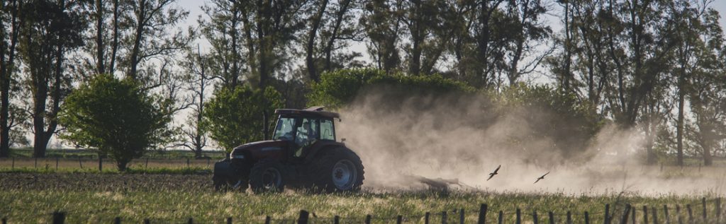 Salcia-energetică-ce-este-cum-se-cultivă-și-care-sunt-avantajele-sale?