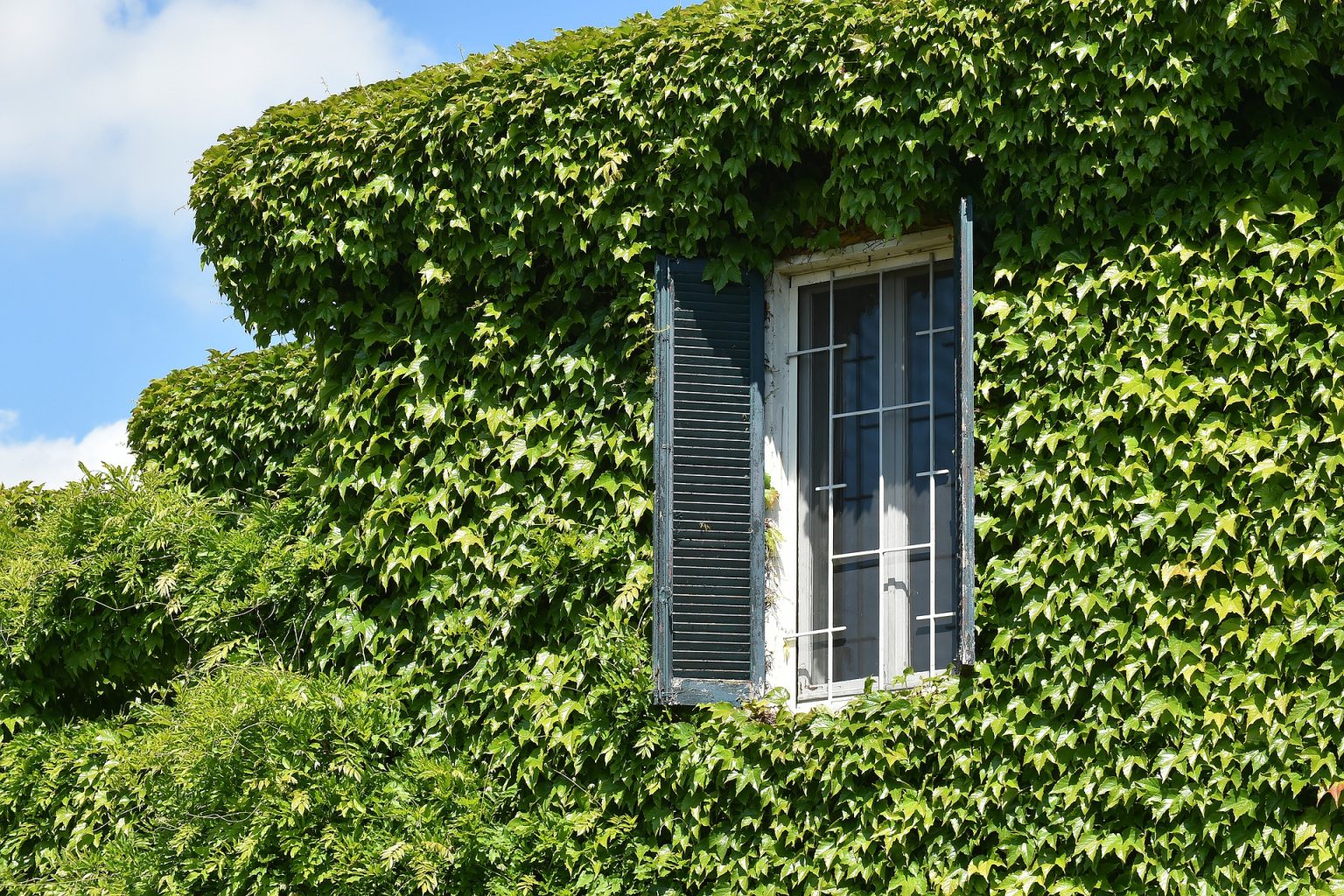 Fiecare casă poate fi verde: cinci pași care trebuie urmați